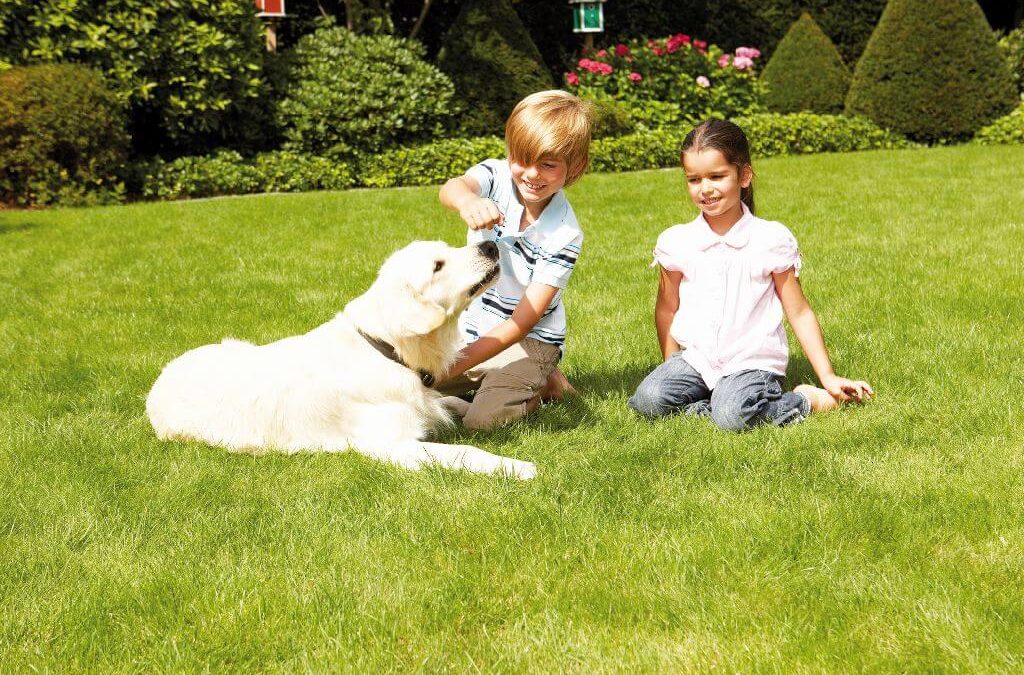 Zwei Kinder spielen auf dem Rasen mit einem Hund
