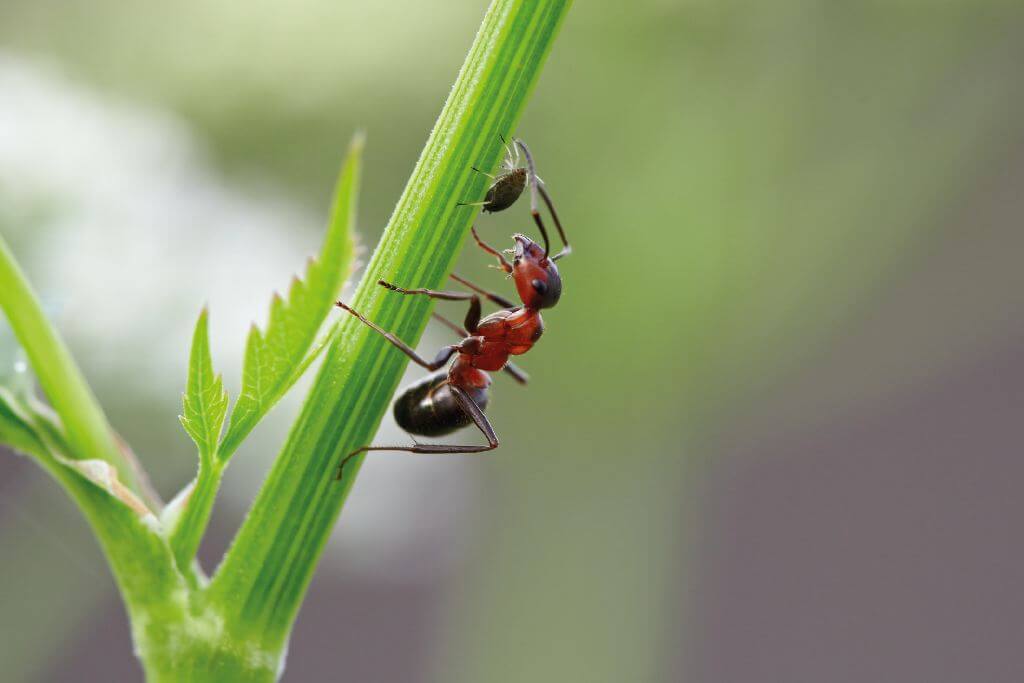 Ameise melkt eine Blattlaus