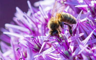 Allium – Insektenfreundliche Blütenkugeln