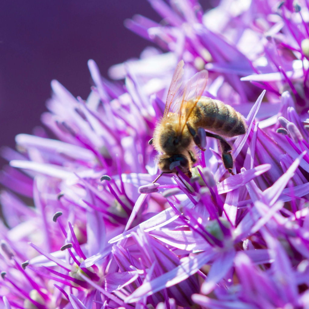 Eine Biene fühlt sich auf der Allium-Blume besonders wohl