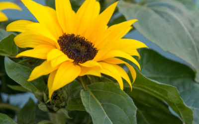 Sonnenblumen zeigen den Sommer auf Balkonien