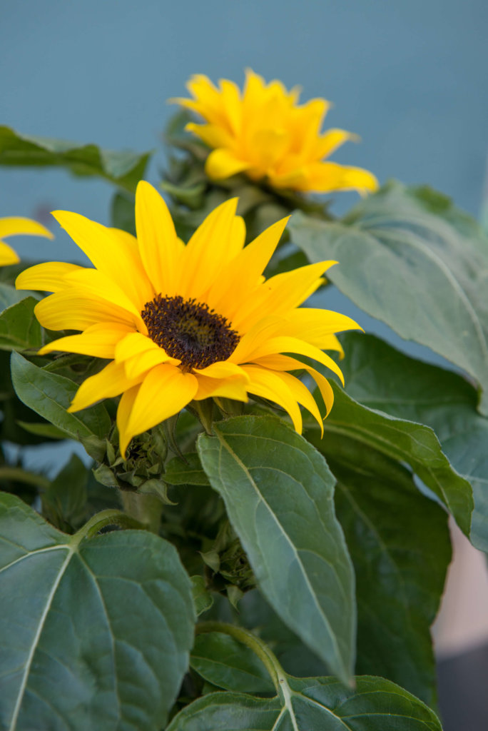 Sonnenblumen jetzt im Miniformat für Ihren Balkon oder Terrasse ...