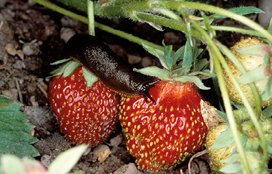 Eine Nacktschnecke sitzt auf einer Erdbeere (Beete vor Schnecken schützen).