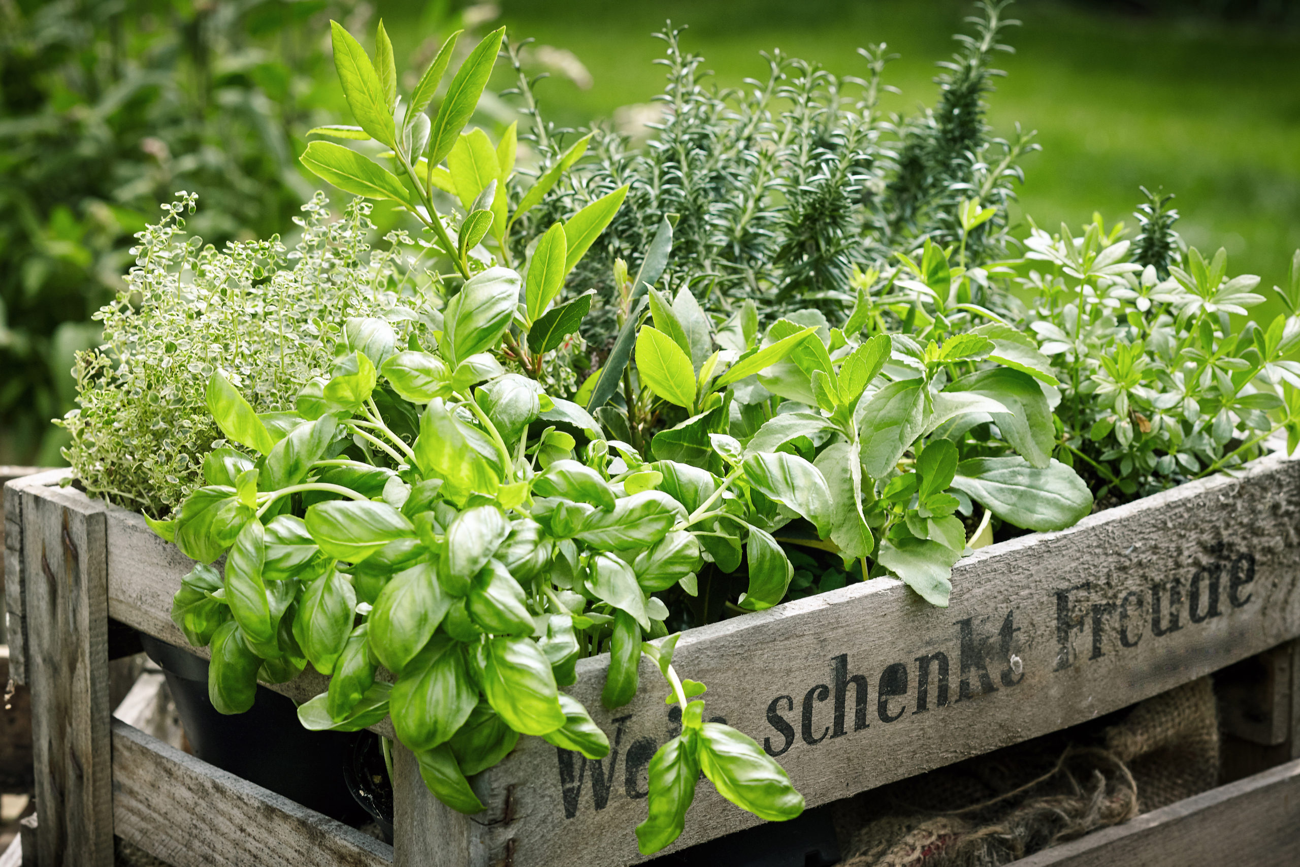 Gartenkräuter Kräuter im eigenen Garten anbauen