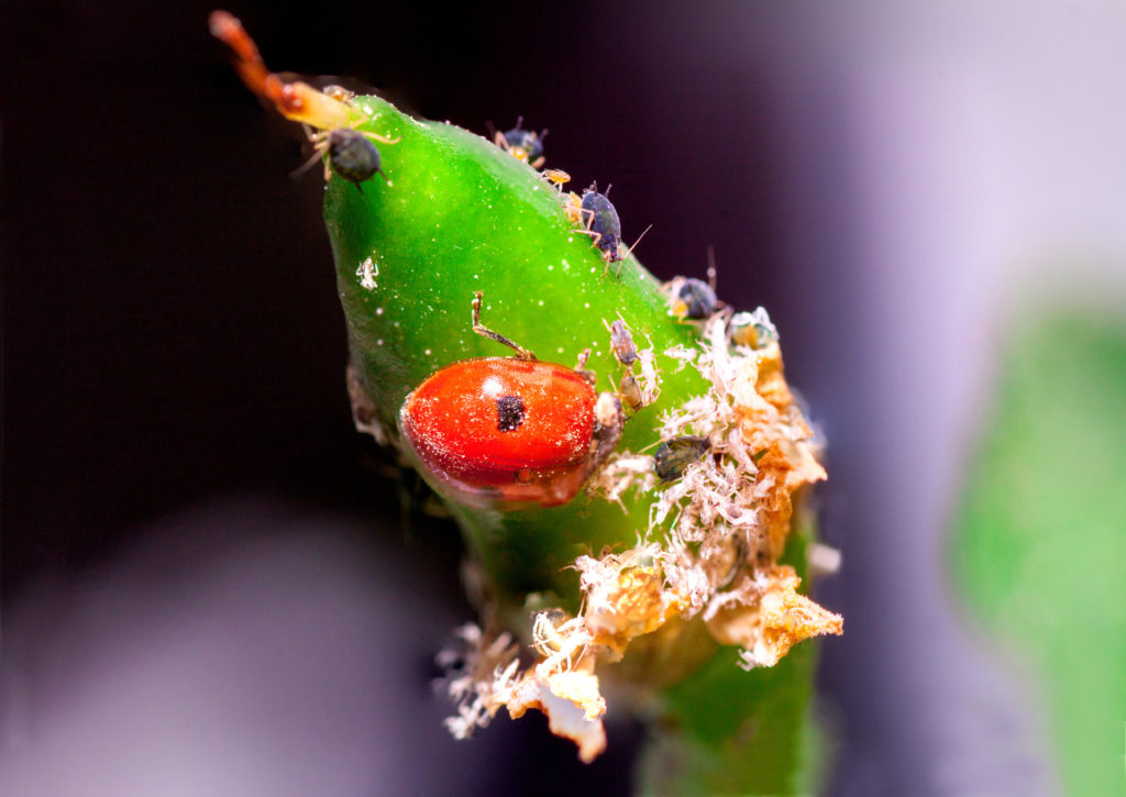 Nützlinge: ein Marienkäfer sitzt auf einer Pflanze und frisst Schädlinge.