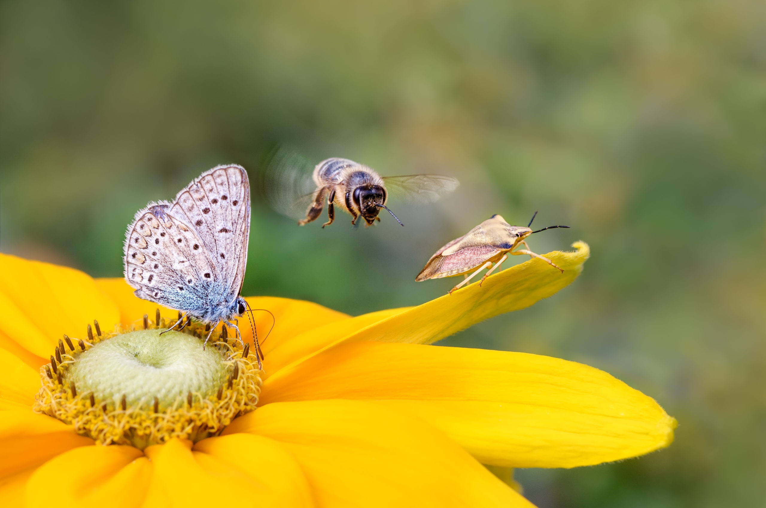 Nützlinge: verschiedene Insekten sitzen auf einer gelben Blume.
