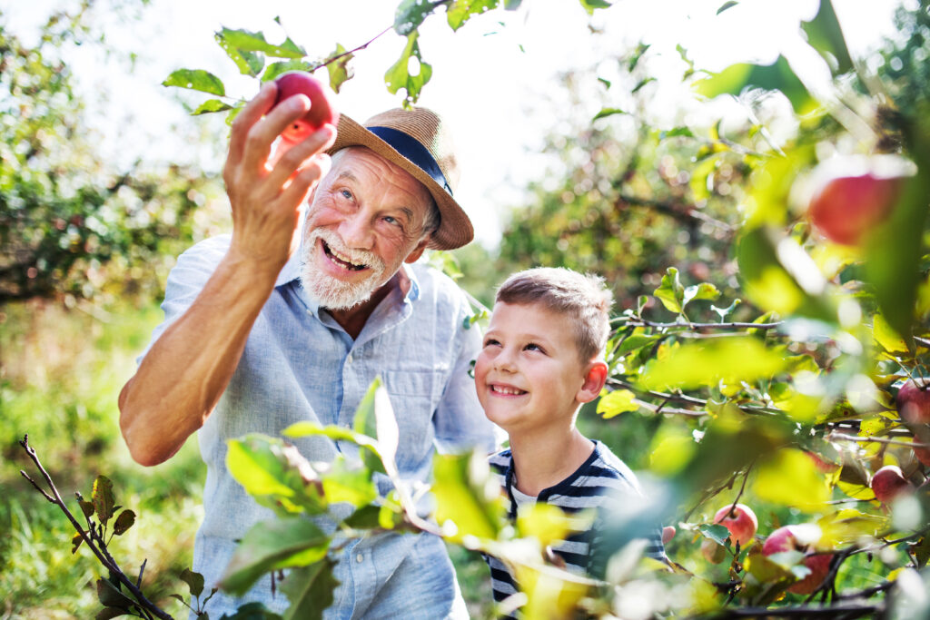 Ein Opa pflückt mit seinem Enkel Äpfel vom Baum.