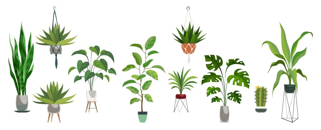 Grafik mit unterschiedlichen Zimmerpflanzen.