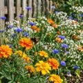 Buntes Blumenbeet mit leuchtend orangen Ringelblumen, tiefblauen Kornblumen und weißem Schleierkraut in lockerer Cottage-Garten-Anordnung. Eine Hummel schwebt über einer Ringelblumenblüte, warmes Nachmittagslicht taucht die Szene in satte Farben.