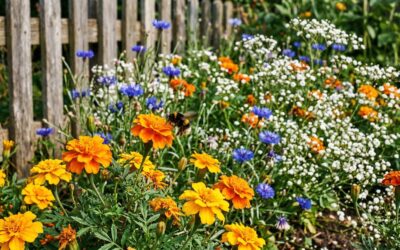 Blumen für das erste Gartenjahr: Welche Sorten garantiert gelingen