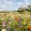 Üppig blühende Wildblumenwiese mit Margeriten, Kornblumen, Mohn und Schmetterlingen im Sommerlicht