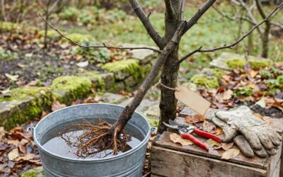 Obstbäume im Herbst pflanzen und Wurzeln stärken