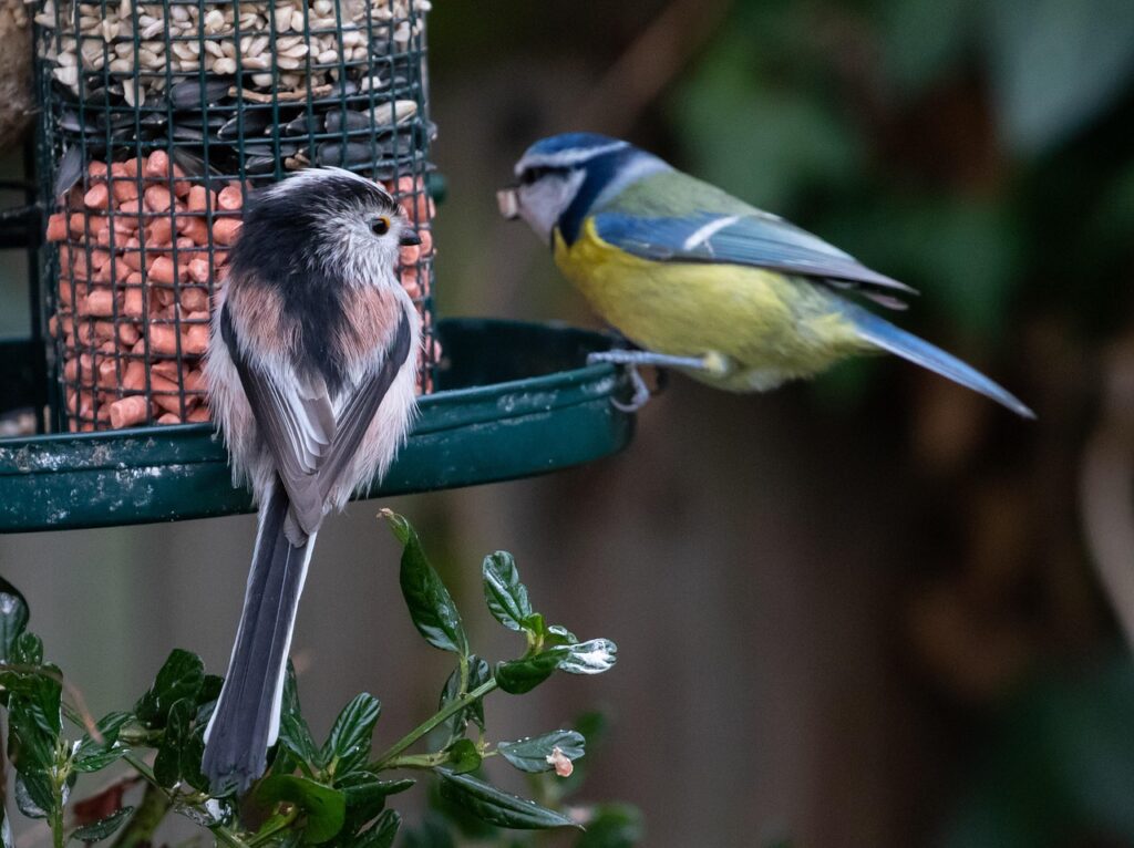 Blaumeise und Kohlmeise sitzen an einem Futtersilo im winterlichen Garten