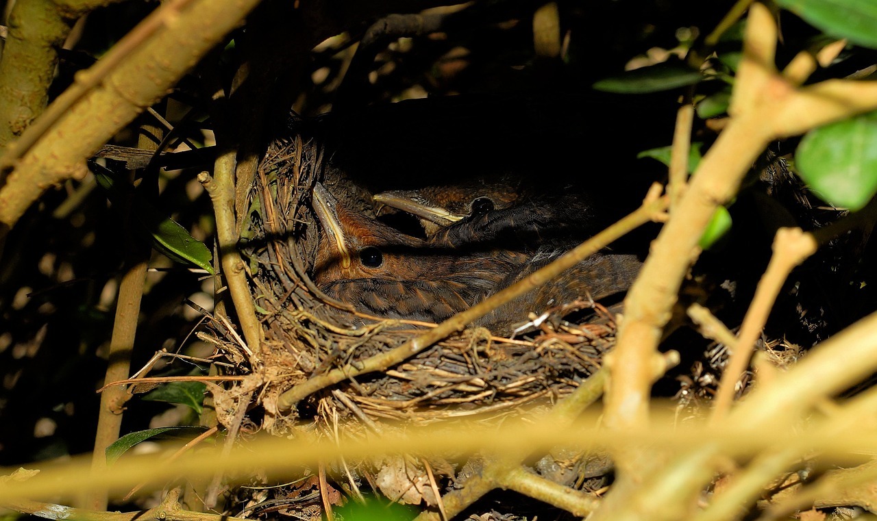 Zwei Hände teilen die Äste einer Hecke im Herbst und zeigen ein altes Vogelnest